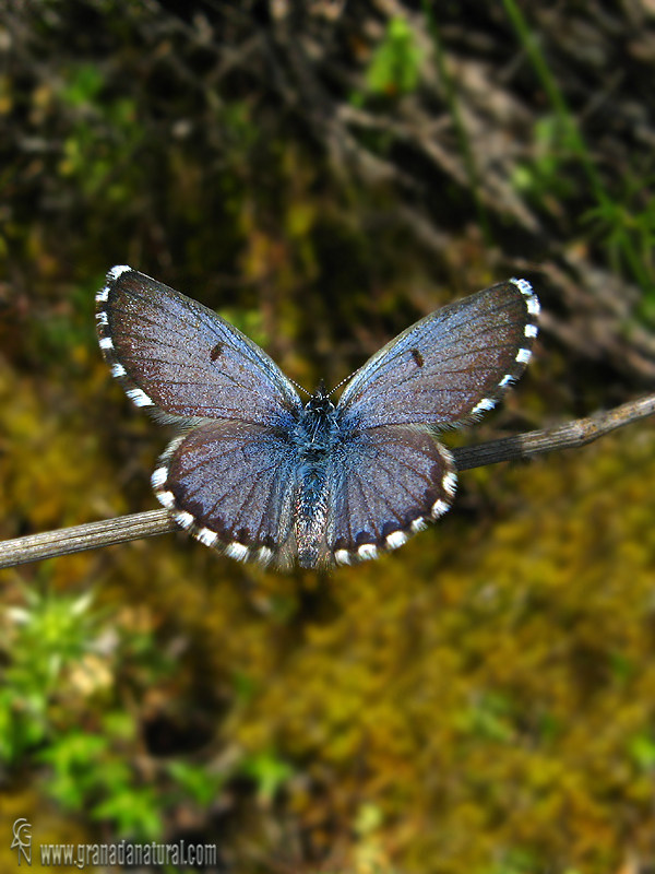 Pseudophilotes panoptes (macho)