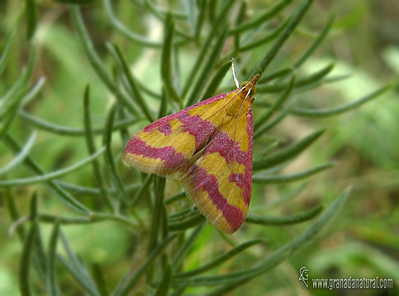 Pyrausta sanguinalis 1