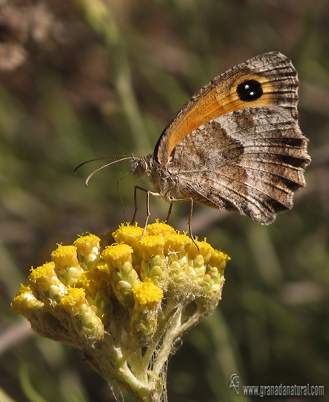 Pyronia cecilia 1