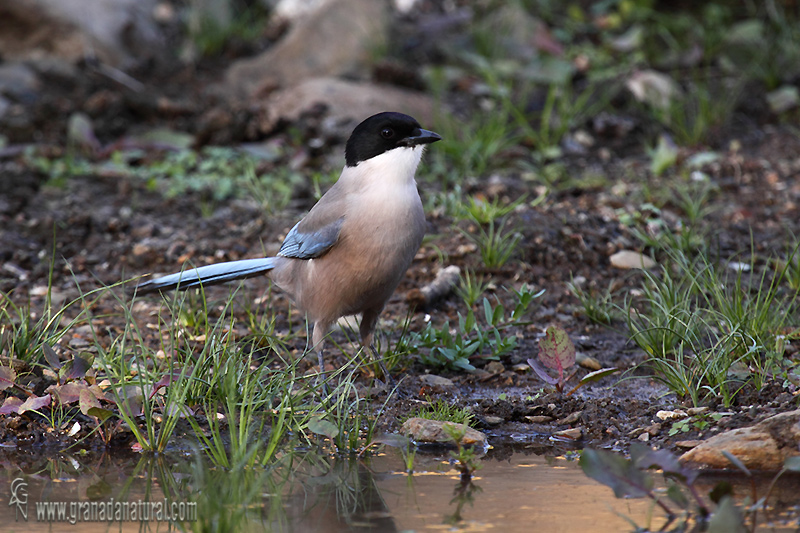 Cyanopica cooki - Rabilargo