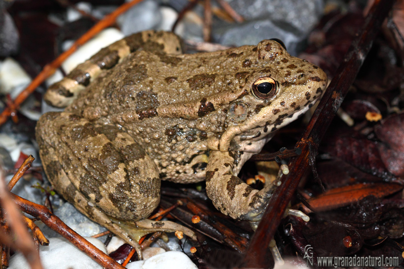 Pelophylax perezi - Rana comn