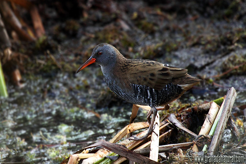 Rallus aquaticus - Rascn europeo