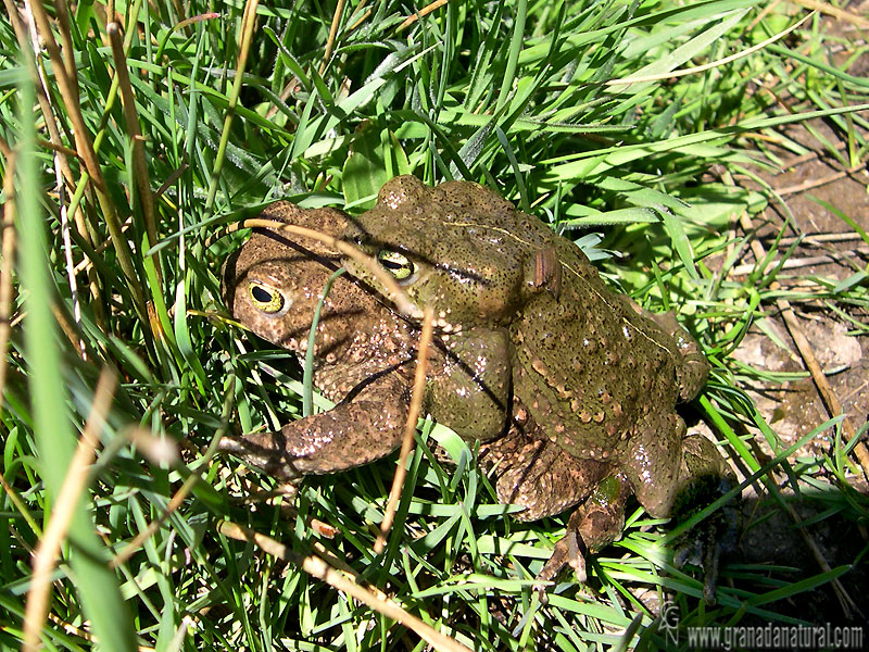 Bufo calamita - Sapo corredor