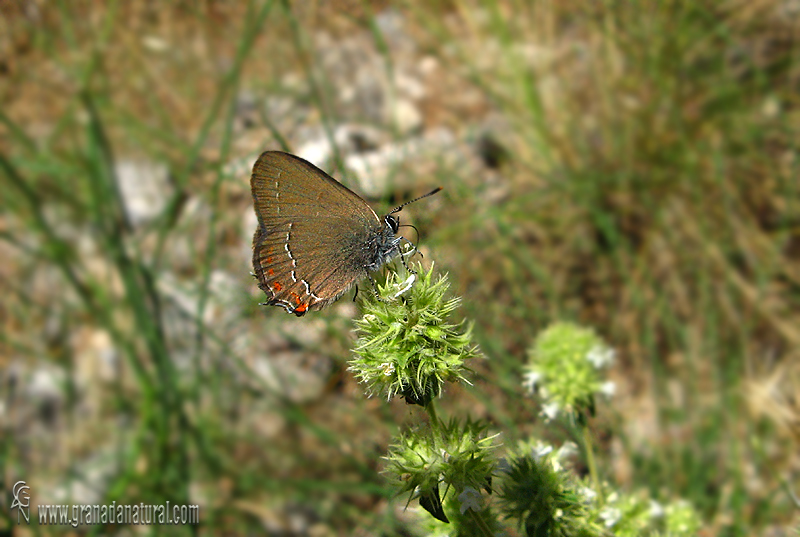 Satyrium esculi 1 Mariposas Granada Natural