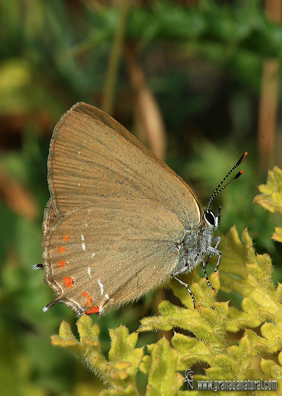 Satyrium esculi 2