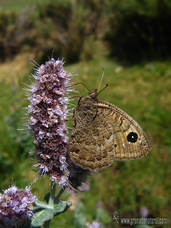 Satyrus actaea 1 Mariposas Granada Natural