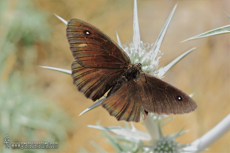 Satyrus actaea 2