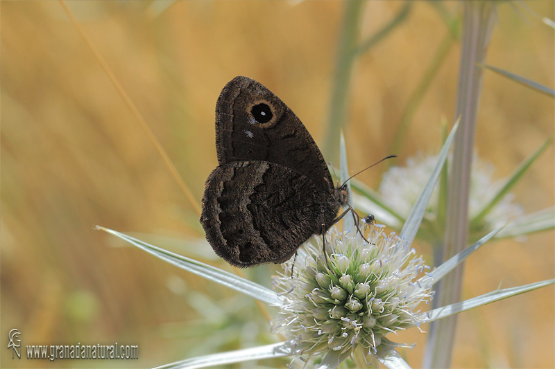 Satyrus actaea 3