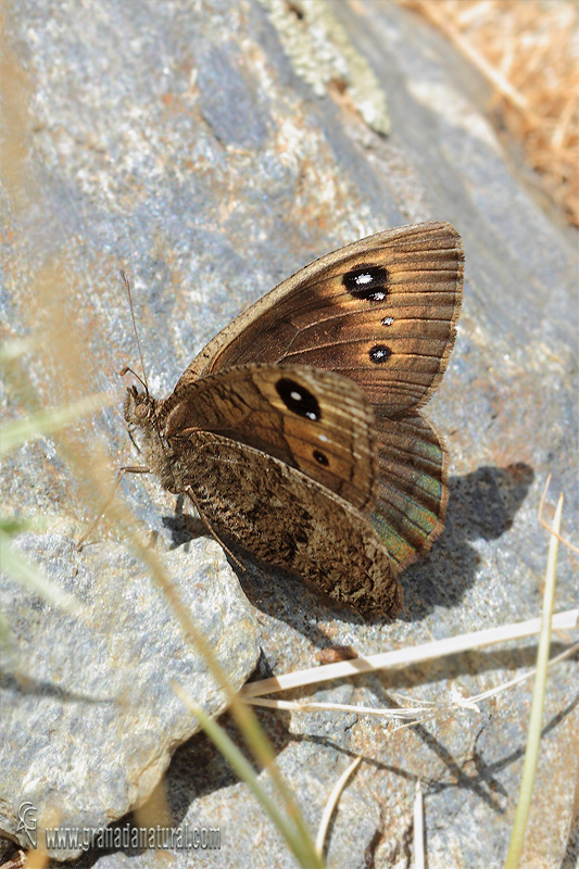 Satyrus actaea 4