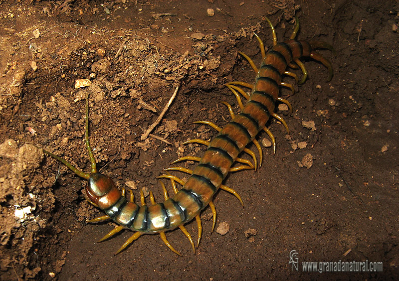 Scolopendra cingulata