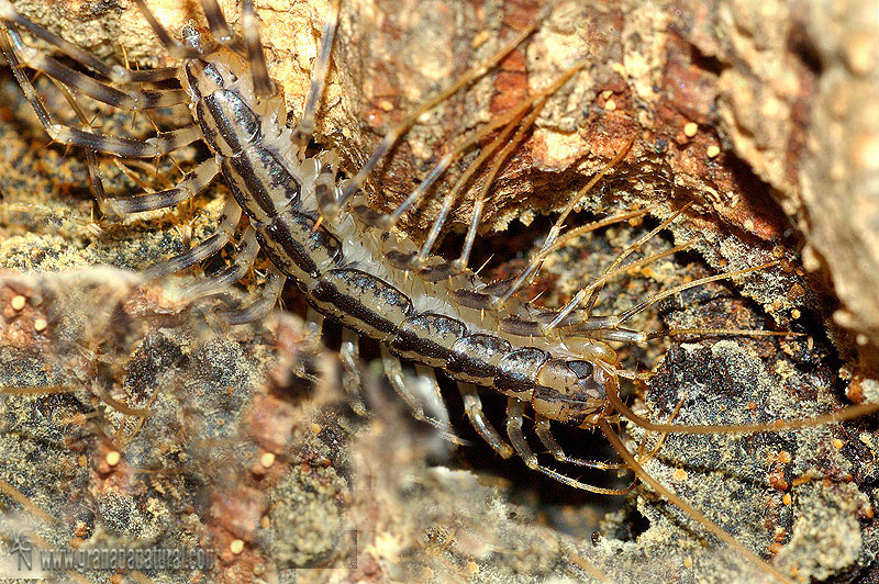 Scutigera coleoptrata 1 Granada Natural