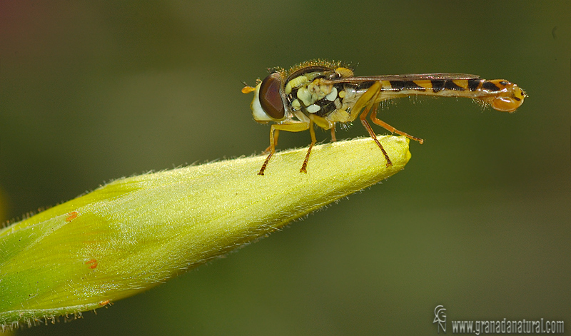 Sphaerophoria scripta 1