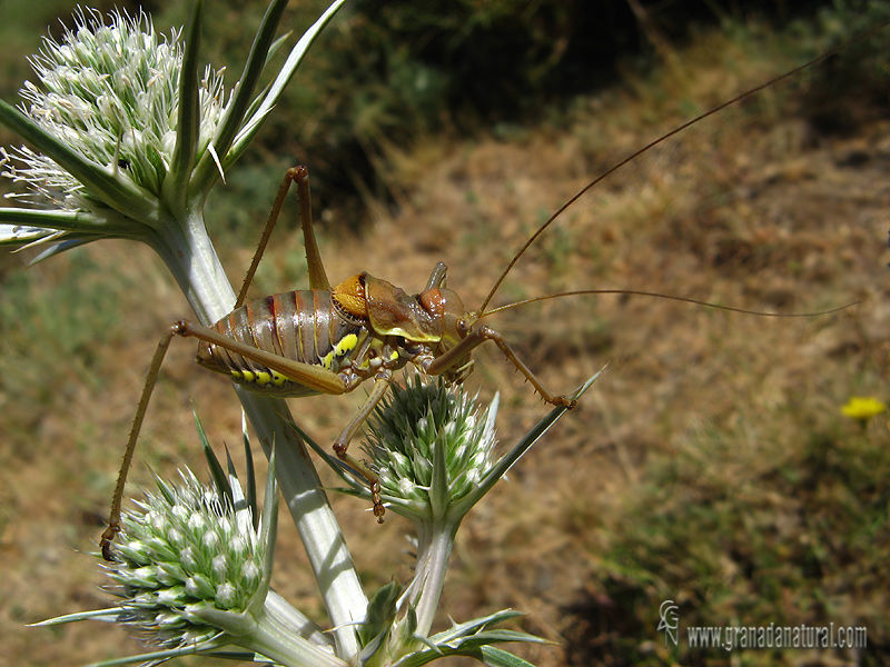 Steropleurus andalusius 1 Granada Natural