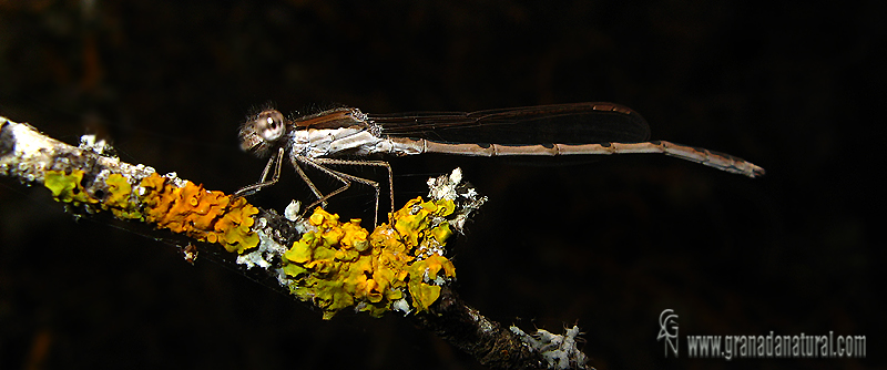 Sympecma fusca 1 Granada Natural