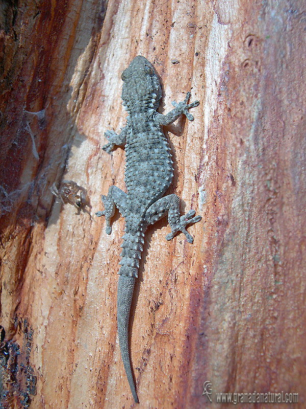 Tarentola mauritanica - Salamanquesa