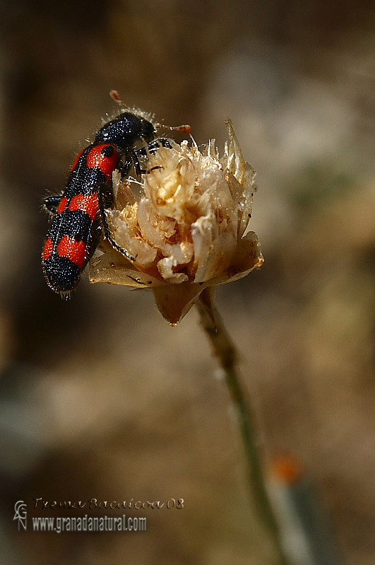 Trichodes leucopsideus