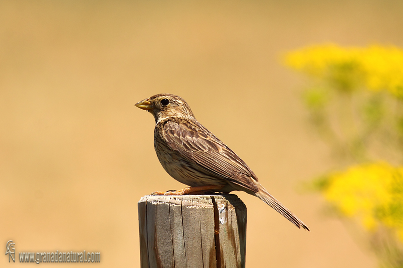 Emberiza calandra - Triguero