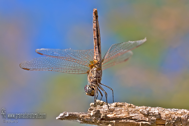 Trithemis annulata 2 Libelulas Granada Natural