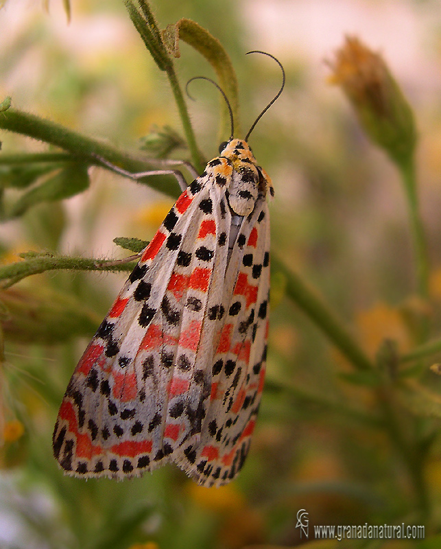 Utetheisa pulchella 1 Mariposas Granada Natural