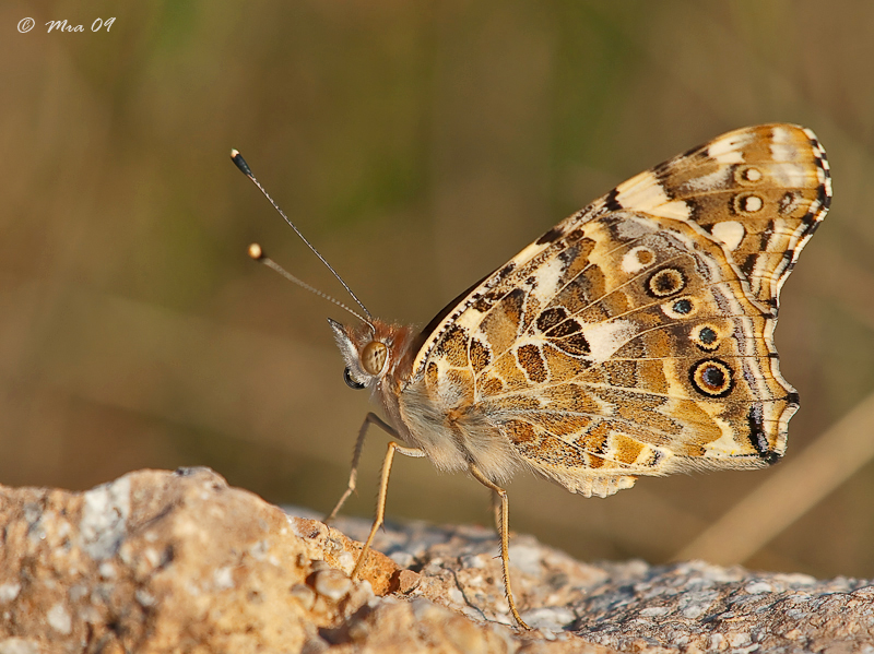 Vanessa cardui 2