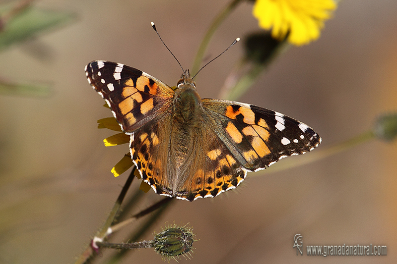 Vanessa cardui 1