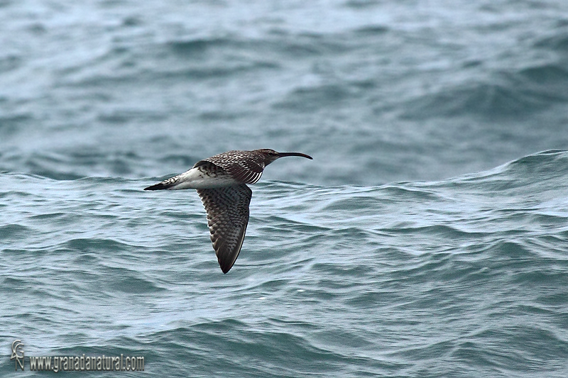 Numenius phaeopus - Zarapito trinador