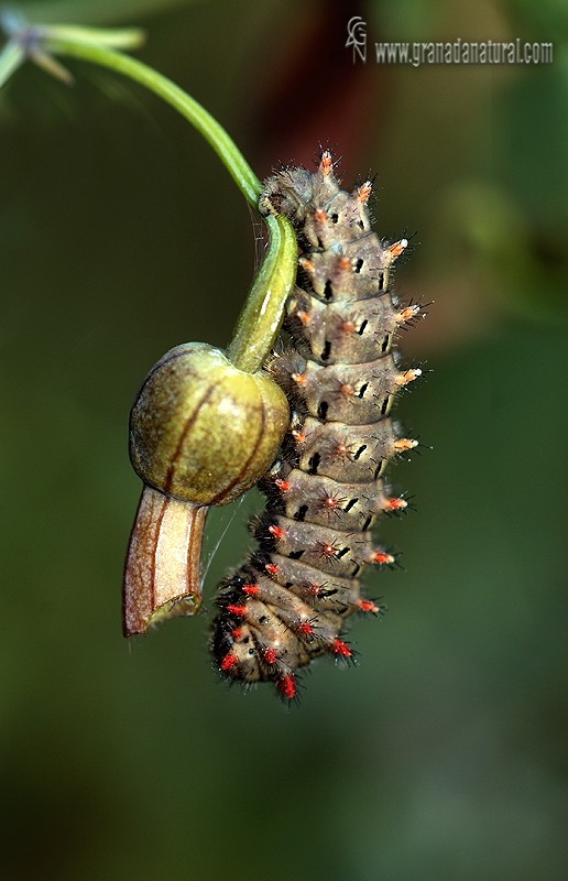 Zerynthia rumina 2