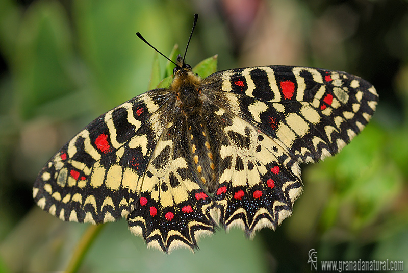 Zerynthia rumina 1 Mariposas Granada Natural