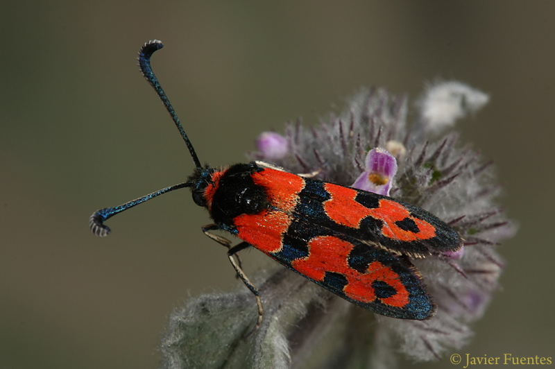 Zygaena fausta 1