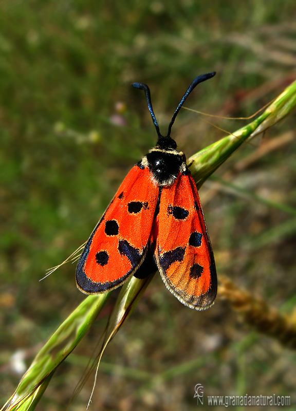 Zygaena hilaris 1 Mariposas Granada Natural