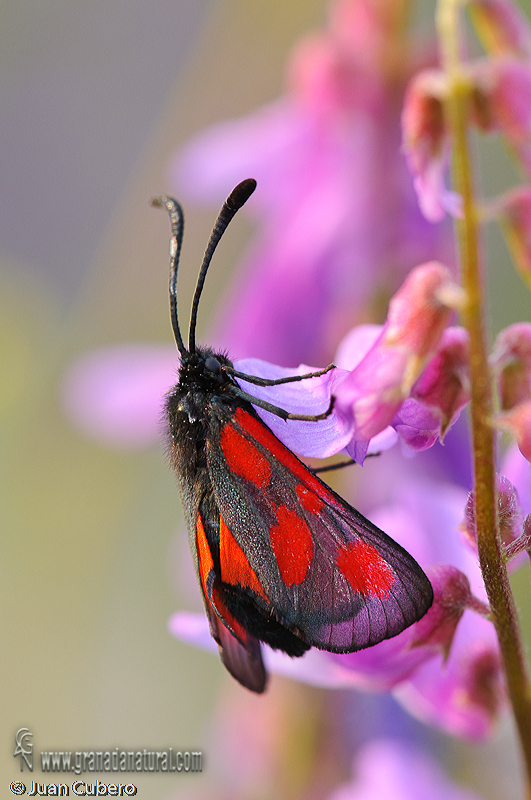 Zygaena nevadensis 1