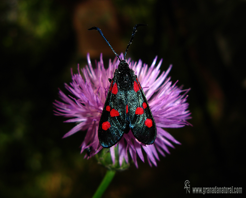 Zygaena trifolii 1 Mariposas Granada Natural