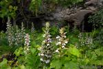 Acanthus mollis 1 Granada Natural