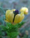 Adonis flammea 1 Flora Granada Natural