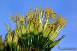 Agave americana 1 Flora Granada Natural