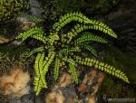 Asplenium trichomanes