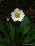 Bellis perennis