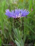 Centaurea montana