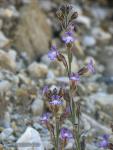 Chaenorrhinum macropodum subsp macropodum