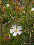 Cistus clusii