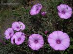 Convolvulus althaeoides 1 Flora Granada Natural