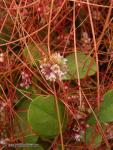 Cuscuta epithymum 2 Granada Natural