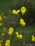 Cytisus-malacitanus