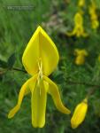 Cytisus scoparius ssp scoparius