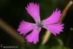 Dianthus lusitanus 1 Flora Granada Natural