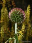 Echinops strigosus