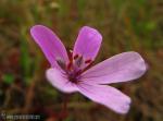 Erodium primulaceum 1 Flora Granada Natural