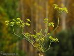 Foeniculum vulgare 1 Granada Natural