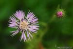 Galactites tomentosa