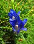 Gentiana-pneumonanthe-ssp-depressa 1 Granada Natural